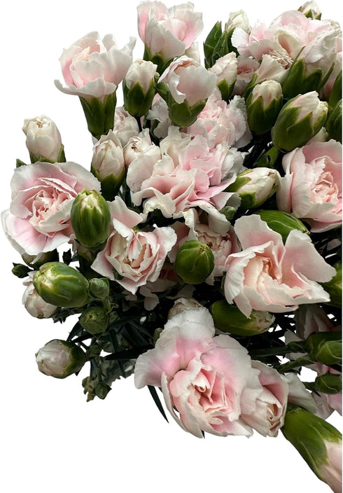19 10 Stems Fresh Cut Mini Pink Spray Carnations Stems Multiple Blooms Per Stem Vibrant Pink Petite Flowers for Home