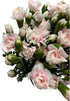 19 10 Stems Fresh Cut Mini Pink Spray Carnations Stems Multiple Blooms Per Stem Vibrant Pink Petite Flowers for Home