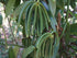 20 ~6" Madagascar Organic Vanilla Beans Grade A. Certified USDA Organic. by FITNCLEAN VANILLA for Baking, Extract