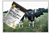 Medallion 500g Brand Whole Milk Powder - Dried Milk from Canada, Free of Antibiotics, No rbST or rBGH