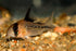 Aquaticblendedfoods A442 (6oz) Ultra Bottom Feeder Food Mix Shrimp/Worm Wafers Catfish Pleco Loaches
