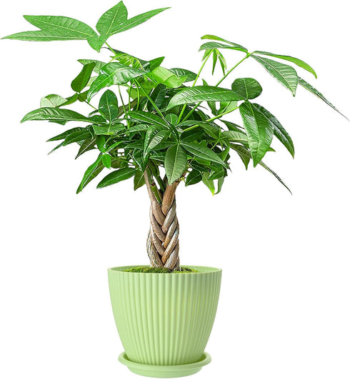 Live Plants Money Tree in 4" Green Plastic Pot, Easy to Grow