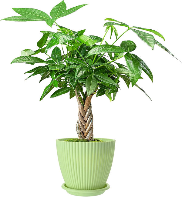 Live Plants Money Tree in 4" Green Plastic Pot, Easy to Grow