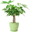 Live Plants Money Tree in 4" Green Plastic Pot, Easy to Grow