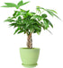 Live Plants Money Tree in 4" Green Plastic Pot, Easy to Grow