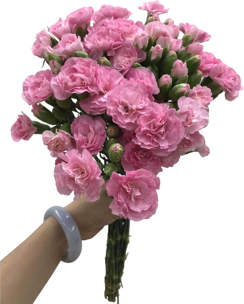 19 Stems Pink Mini Carnations Fresh Cut Flower Bouquet Gifts for Birthday Anniversary Friendship and Love