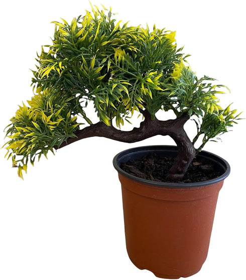 Pixies Gardens Gorgeous Bonsai with Very Attractive Pot with Yellow Tint Leaves