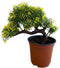 Pixies Gardens Gorgeous Bonsai with Very Attractive Pot with Yellow Tint Leaves