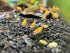 15+ RedYellow-Orange Live Freshwater Shrimp High Grade Live Shrimps - Freshwater Shrimp Aquarium Inverts, Hardy Nano
