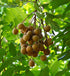 MOORCHOCO 17.64 Oz Natural Dried Longan Fruit, No Sugar Added, Premium Selected