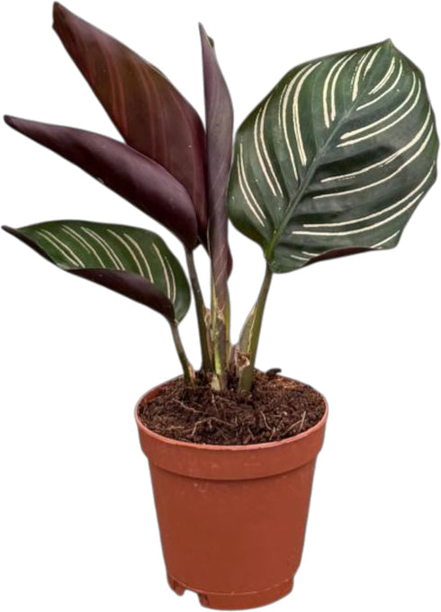 Calathea Ornata Live Plant in 4" Growers Pot Easy Care Indoor Houseplant,