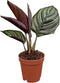 Calathea Ornata Live Plant in 4" Growers Pot Easy Care Indoor Houseplant,