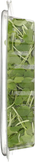 Fresh Produce 1.5 OZ FARMING TURTLES INC Organic Microgreens Arugula