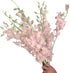 20 Vibrant Pink Dendrobium Orchids - Perfect Gift for Any Occasion