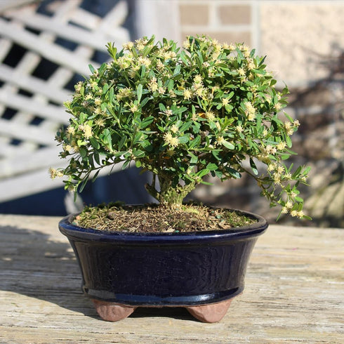 3 6" 8" Brussel's Live Harland Boxwood Outdoor Bonsai Tree - Years Old; to Tall with Decorative Container