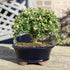 3 6" 8" Brussel's Live Harland Boxwood Outdoor Bonsai Tree - Years Old; to Tall with Decorative Container
