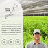 (3.5oz/100g) Senbird Premium Sencha With Matcha - Japanese Green Tea With Matcha - From Kyoto, Japan - Loose Leaf Tea