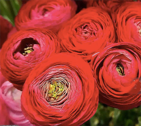 12 French Peony Mixed Ranunculus - Largest Size Corms