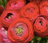 12 French Peony Mixed Ranunculus - Largest Size Corms
