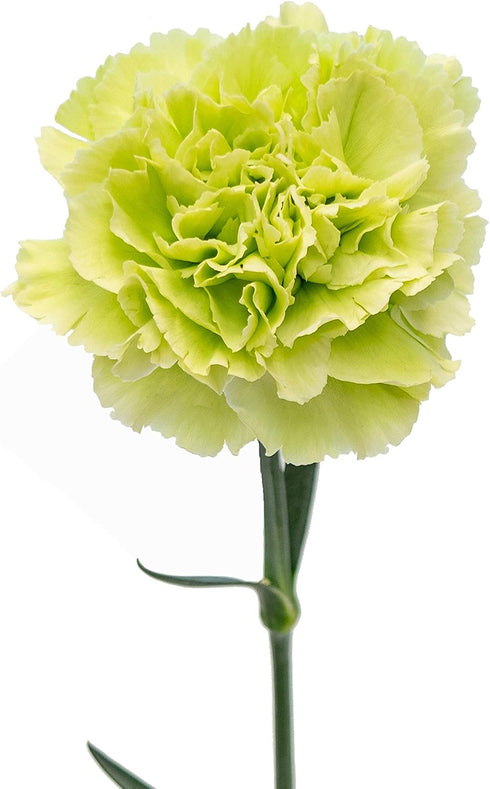 50 FlowerPrime Green Carnations - Fresh Natural Cut Flowers