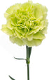 50 FlowerPrime Green Carnations - Fresh Natural Cut Flowers