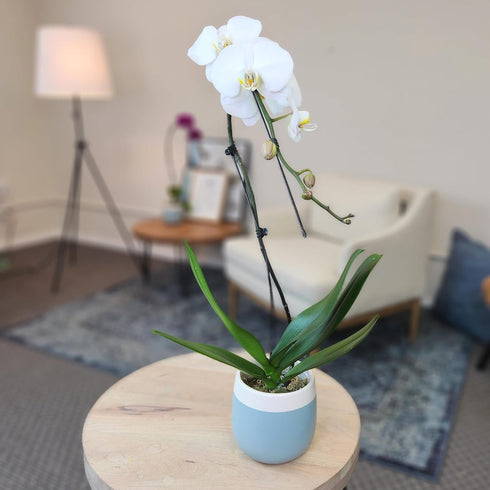 5" 22"+ Large White Live Orchids Blooming in Blue & White Orchid Pot, Pet Friendly Live Plant Gifts for Plant Lovers