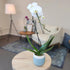 5" 22"+ Large White Live Orchids Blooming in Blue & White Orchid Pot, Pet Friendly Live Plant Gifts for Plant Lovers