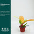 4" CoollectivePlants Philodendron Tangerine | Live Indoor Houseplant in Pot, Easy Care, Low Maintenance, Fast Growing