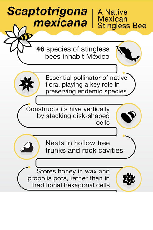 130g Communities Pure Raw Melipona Honey Stingless Bee Honey | Produced by Nahua & Totonac | Unfiltered, Natural