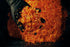 Benny T's Vesta - Extra Spicy Habanero & Scotch Bonnet Dry Hot Sauce