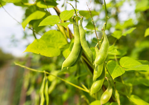 5 Food to Live Light Red Kidney Beans, Pounds Whole Dried Beans, Raw, Sproutable, Vegan, Bulk. Rich in Fiber