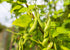 5 Food to Live Light Red Kidney Beans, Pounds Whole Dried Beans, Raw, Sproutable, Vegan, Bulk. Rich in Fiber