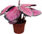 CoollectivePlants Calathea Rosceapicta Rosy | Live Indoor Houseplant in 4" Pot, Easy