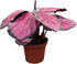 CoollectivePlants Calathea Rosceapicta Rosy | Live Indoor Houseplant in 4" Pot, Easy
