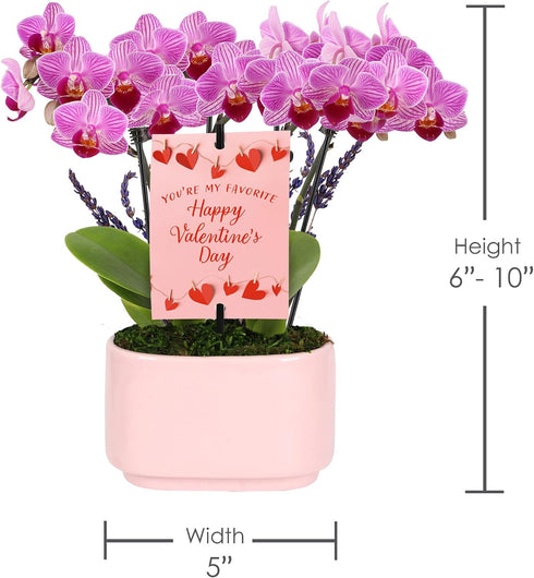 4" Green Circle Growers Mini Pink Orchid with Lavender Valentines Day Edition in Pink Ceramic Planter, Live Indoor