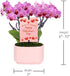 4" Green Circle Growers Mini Pink Orchid with Lavender Valentines Day Edition in Pink Ceramic Planter, Live Indoor