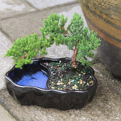 3 6-8 Inches Brussel's Bonsai - Live Green Mound Juniper Bonsai Tree in Zen Reflections Pot, Outdoor Bonsai Tree Live