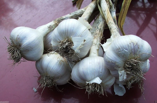 California White Garlic, for Planting (3 Large Heirloom Bulbs)untreated, Organic!