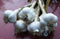 California White Garlic, for Planting (3 Large Heirloom Bulbs)untreated, Organic!