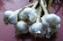 California White Garlic, for Planting (3 Large Heirloom Bulbs)untreated, Organic!