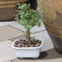5 6 8 inches Brussel's Bonsai Live Chinese Elm Bonsai Tree, Outdoor - Small, Years Old, to Tall - Includes Decorative
