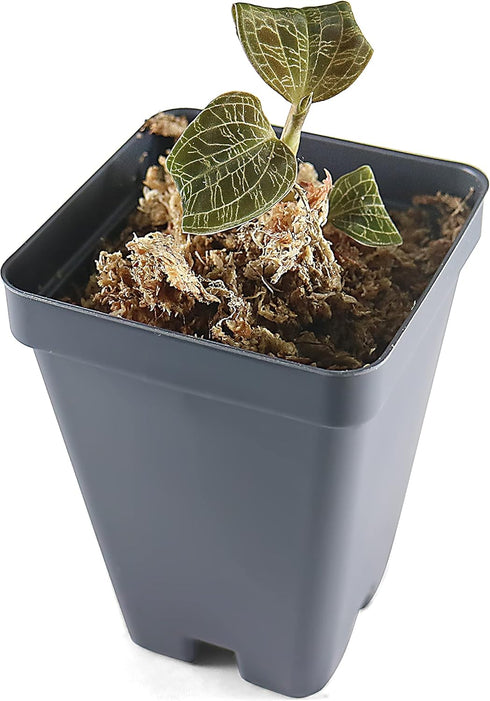 Potted Jewel Orchid with Dense Gold Veins - Miniature Size