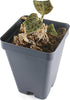 Potted Jewel Orchid with Dense Gold Veins - Miniature Size