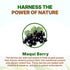 100% 16 (1 lb) Go Nutra Organic Maqui Berry Powder | Maqui Superfood Freeze-Dried for Nutrition & Flavor | Chile Grown