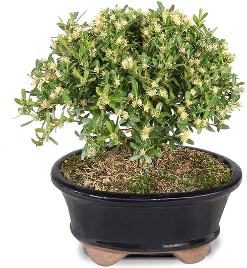 Brussel's Live Harland Boxwood Outdoor Bonsai Tree - 3 Years Old; 6"