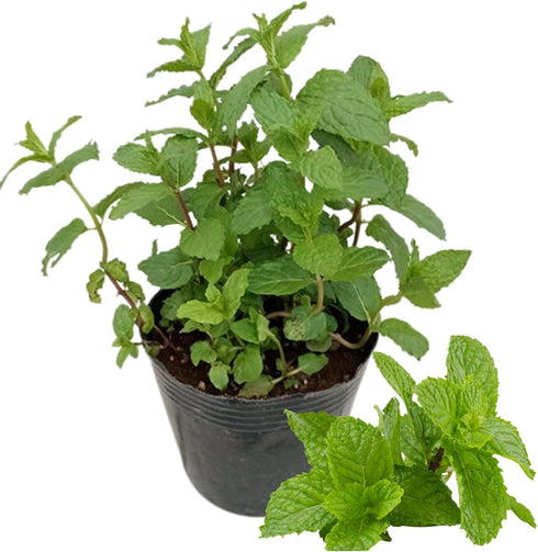 Sets 2 3.5" 5-9" TANKDA Live Mint Plants Herb in Pot, Fresh Spearmint for Indoor Outdoor Growing, Spring Planting