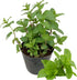 Sets 2 3.5" 5-9" TANKDA Live Mint Plants Herb in Pot, Fresh Spearmint for Indoor Outdoor Growing, Spring Planting