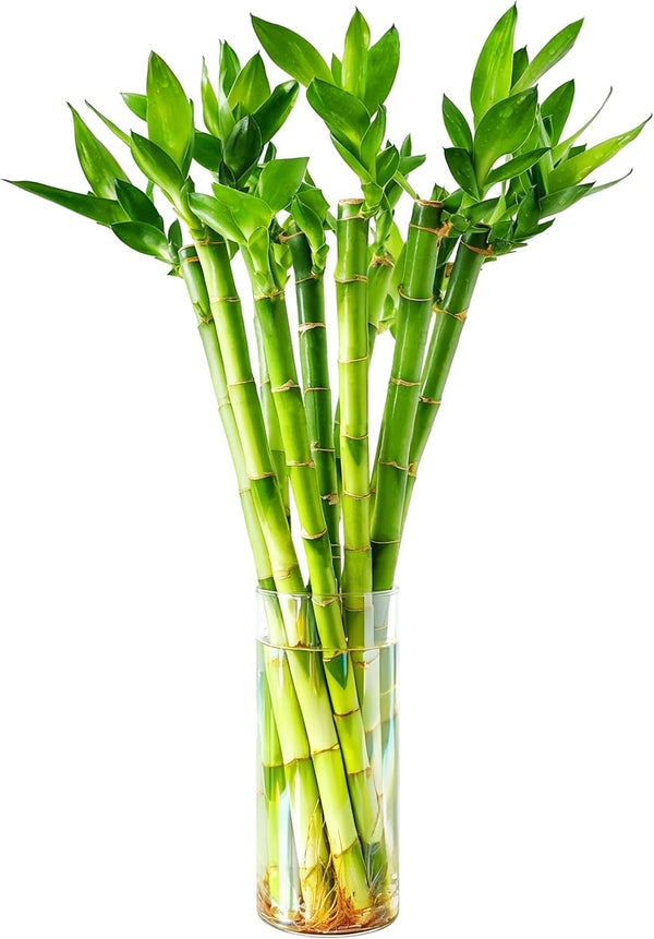 Lucky Bamboo 10 Stalks 18 Live Indoor Plant Set Perfect for Low-Light