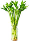 Lucky Bamboo 10 Stalks 18 Live Indoor Plant Set Perfect for Low-Light