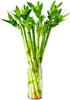 Lucky Bamboo 10 Stalks 18 Live Indoor Plant Set Perfect for Low-Light